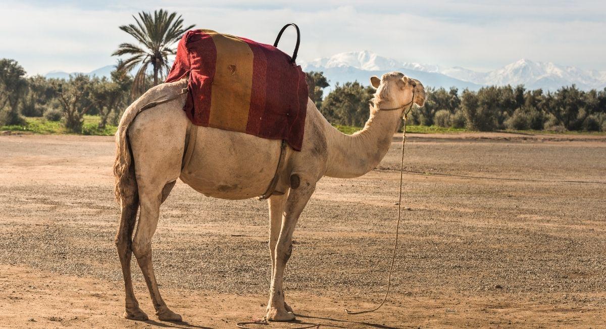 marrakech chameau promenade