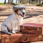 voyager avec chien