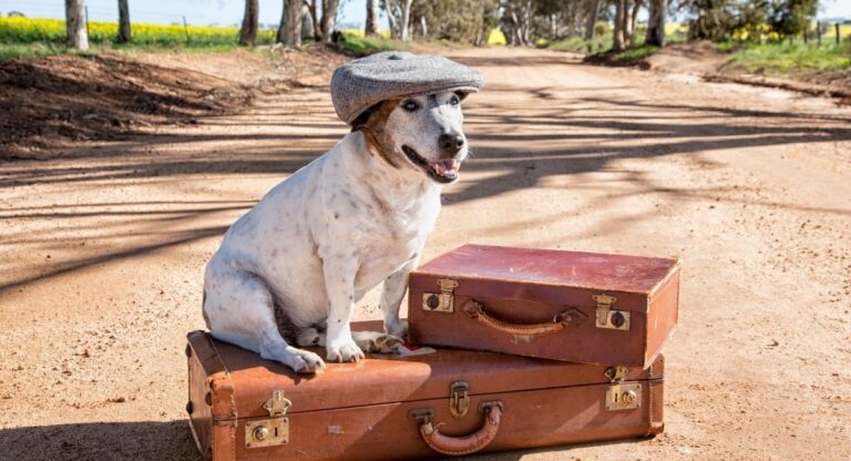 voyager avec chien