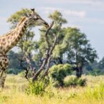 botswana safari