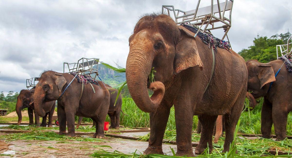 thailande elephants
